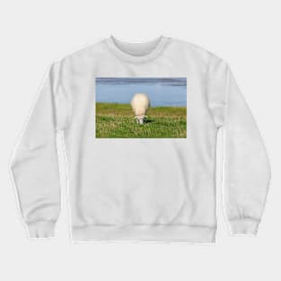 Sheep on a dyke, North Sea resort of Dangast, Varel-Dangast Crewneck Sweatshirt